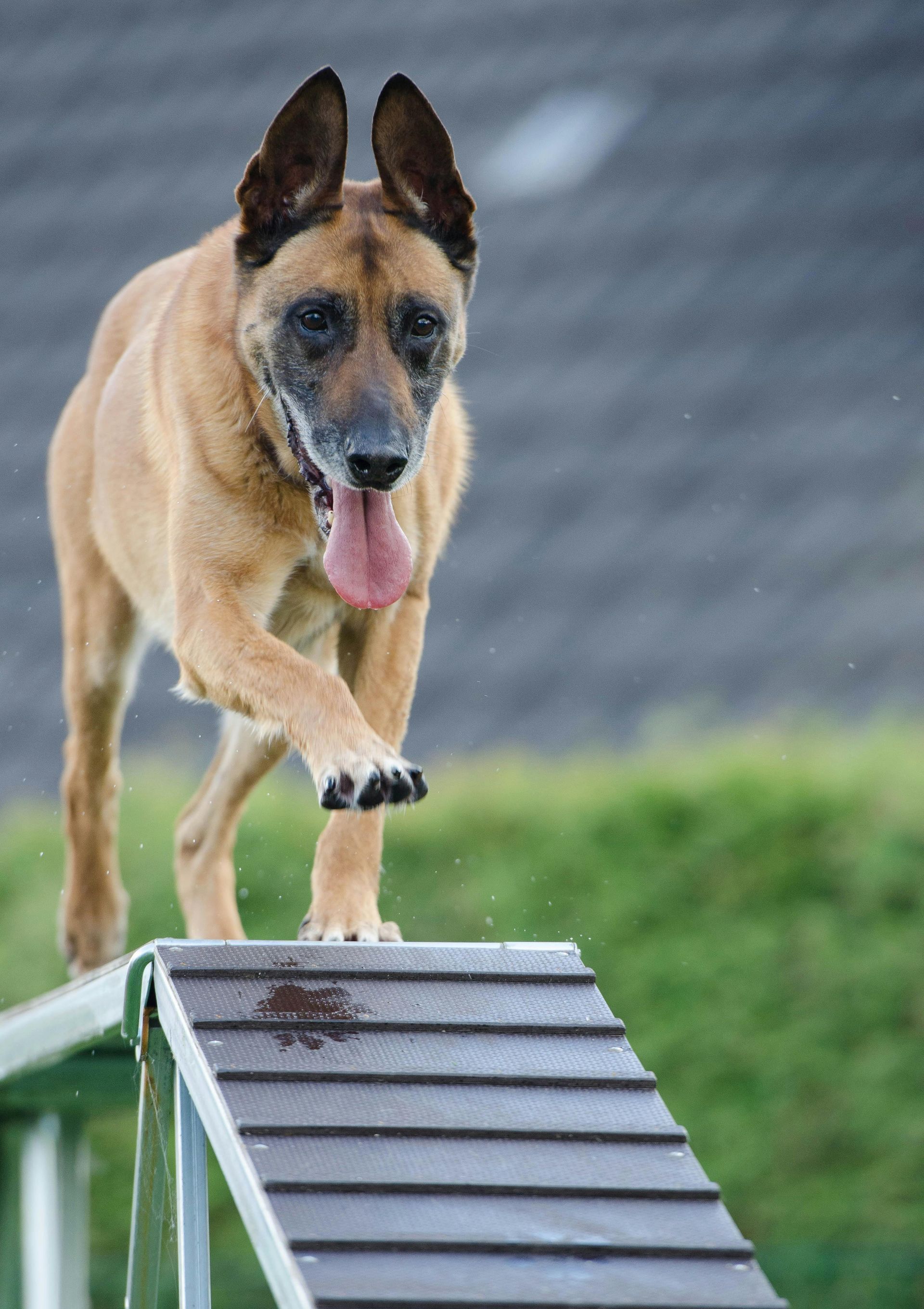 A brown dog is jumping over a wooden ramp.