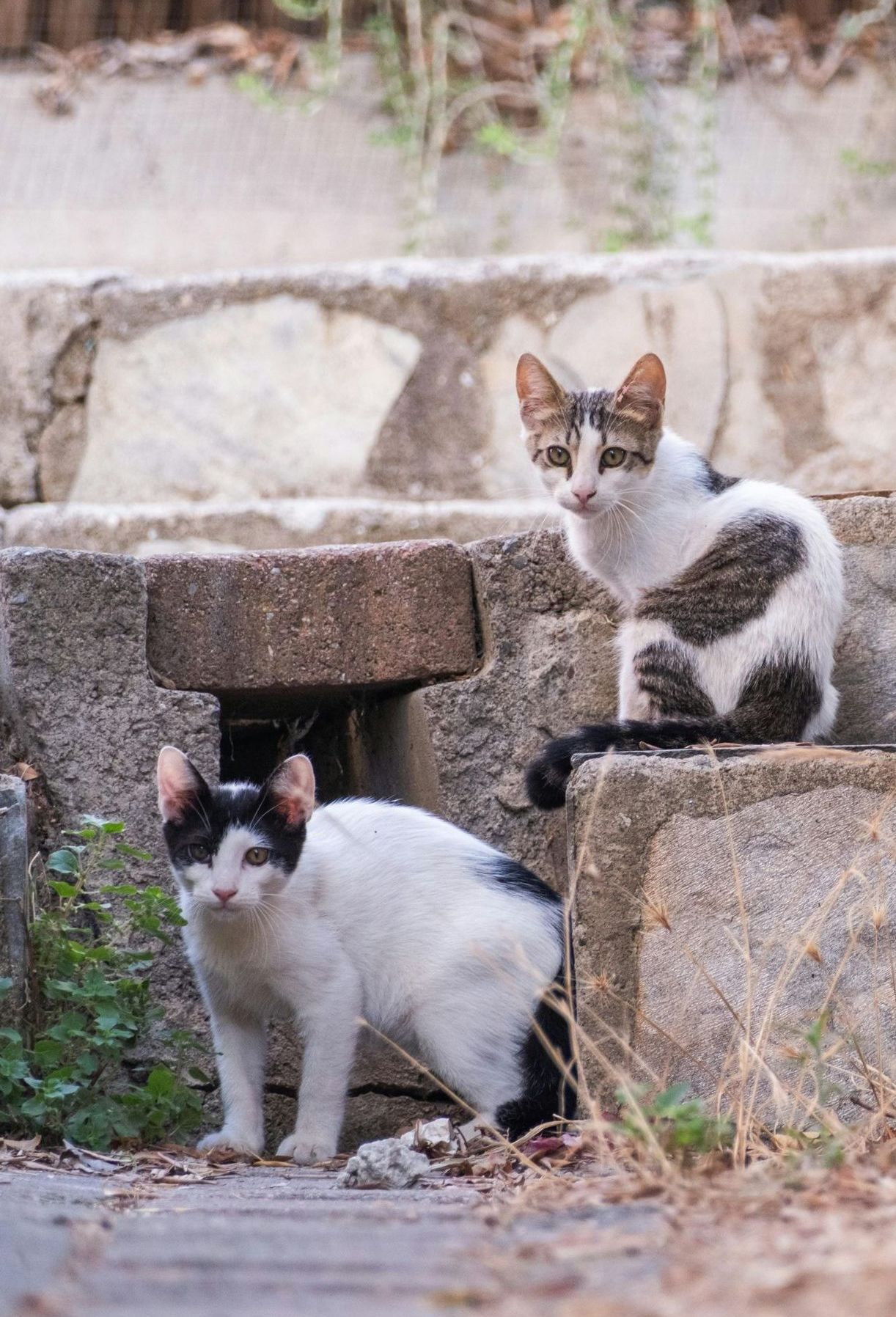 Two cats are standing next to each other on a sidewalk.