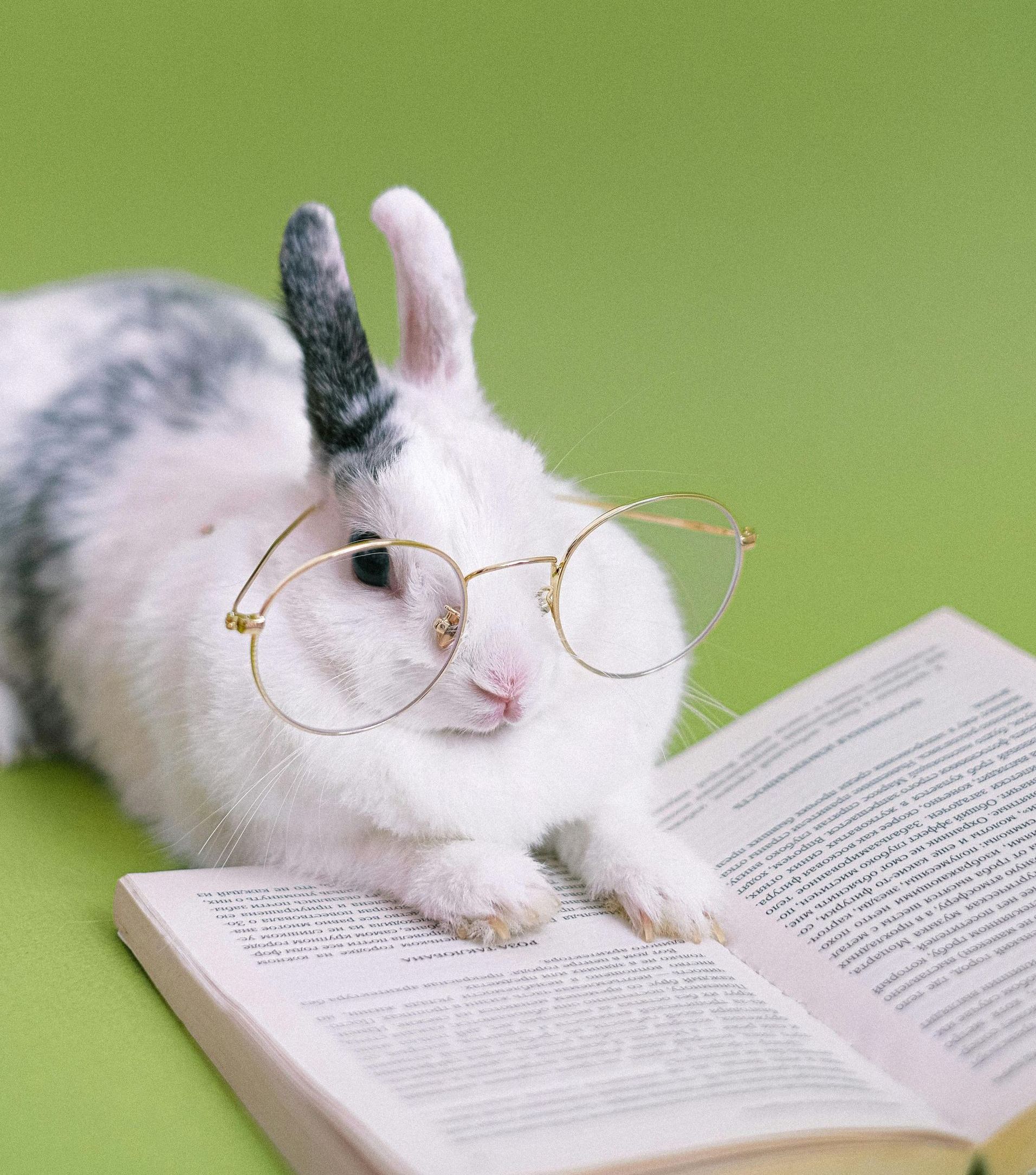A rabbit wearing glasses laying on top of an open book