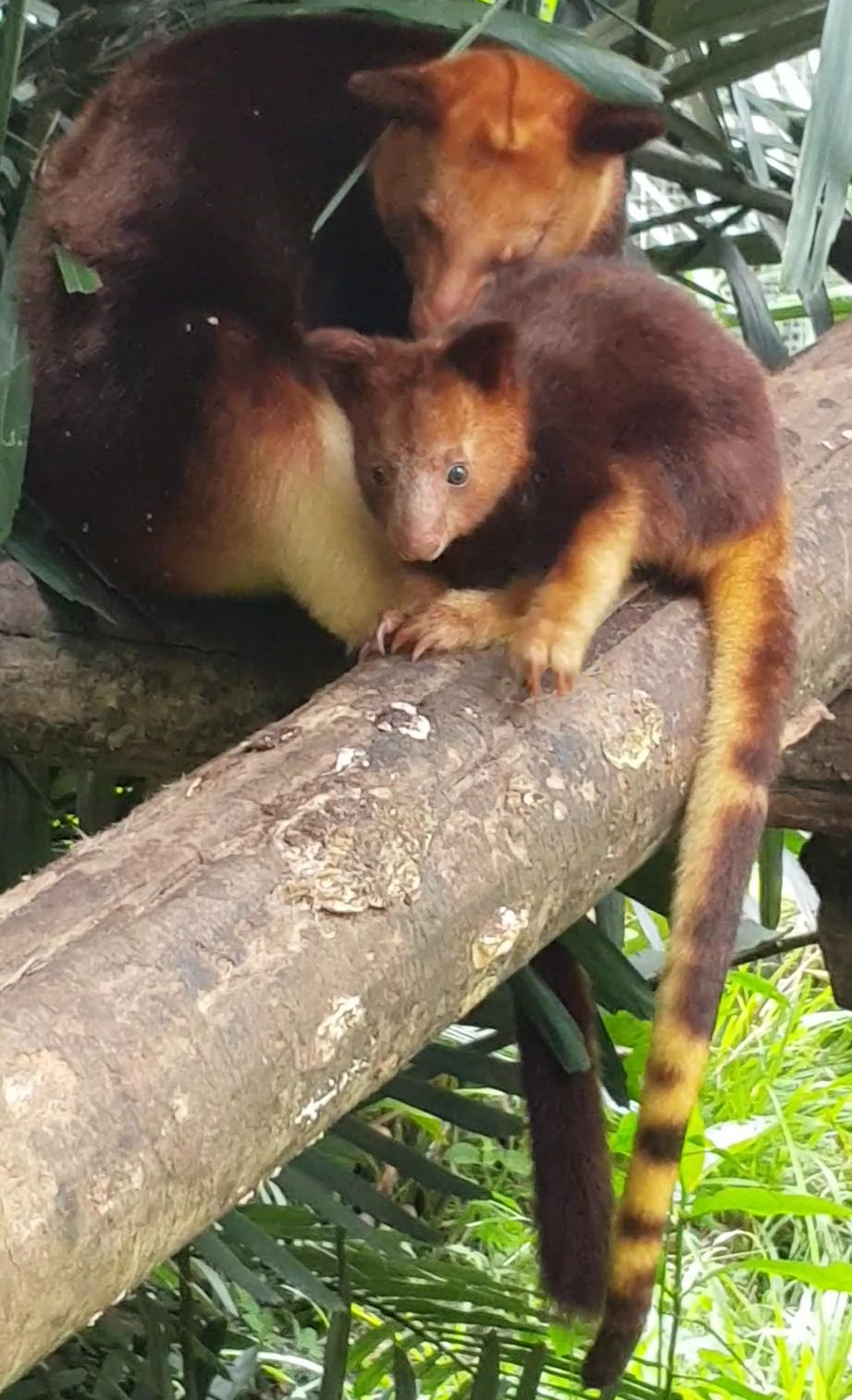 Endangered Tree Kangaroo Birth a First for the Park
