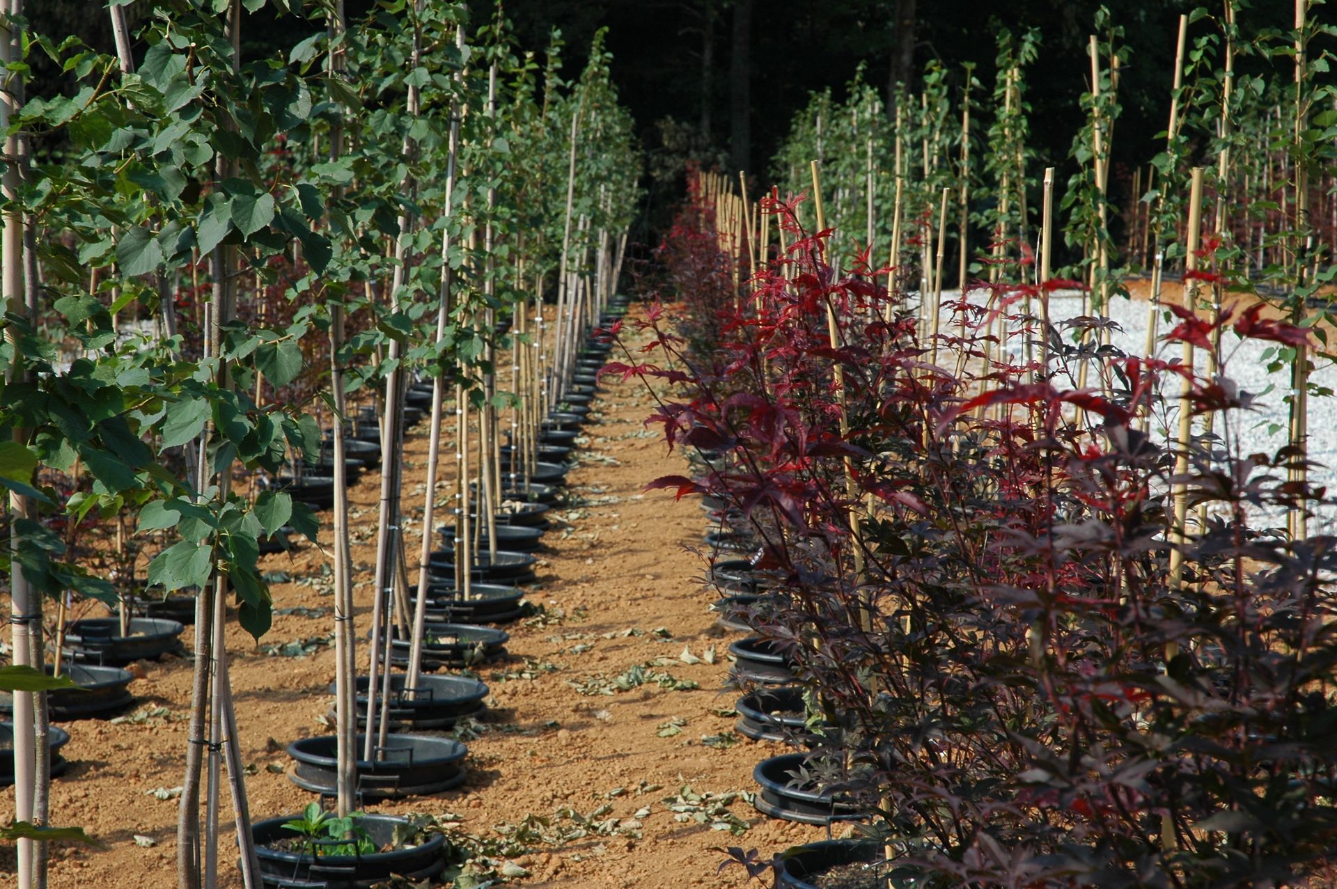 Rows of young trees in black pots at a tree nursery. Brown soil, red and green foliage.