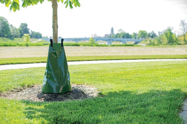 Package of 8 - TreeGator Slow Release Tree Watering Bag : Amazon.ca: Patio,  Lawn & Garden