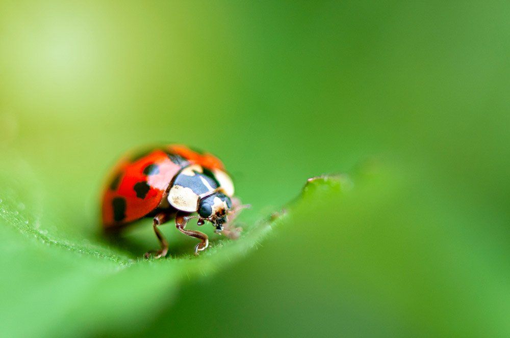 A ladybug is sitting on a green leaf.