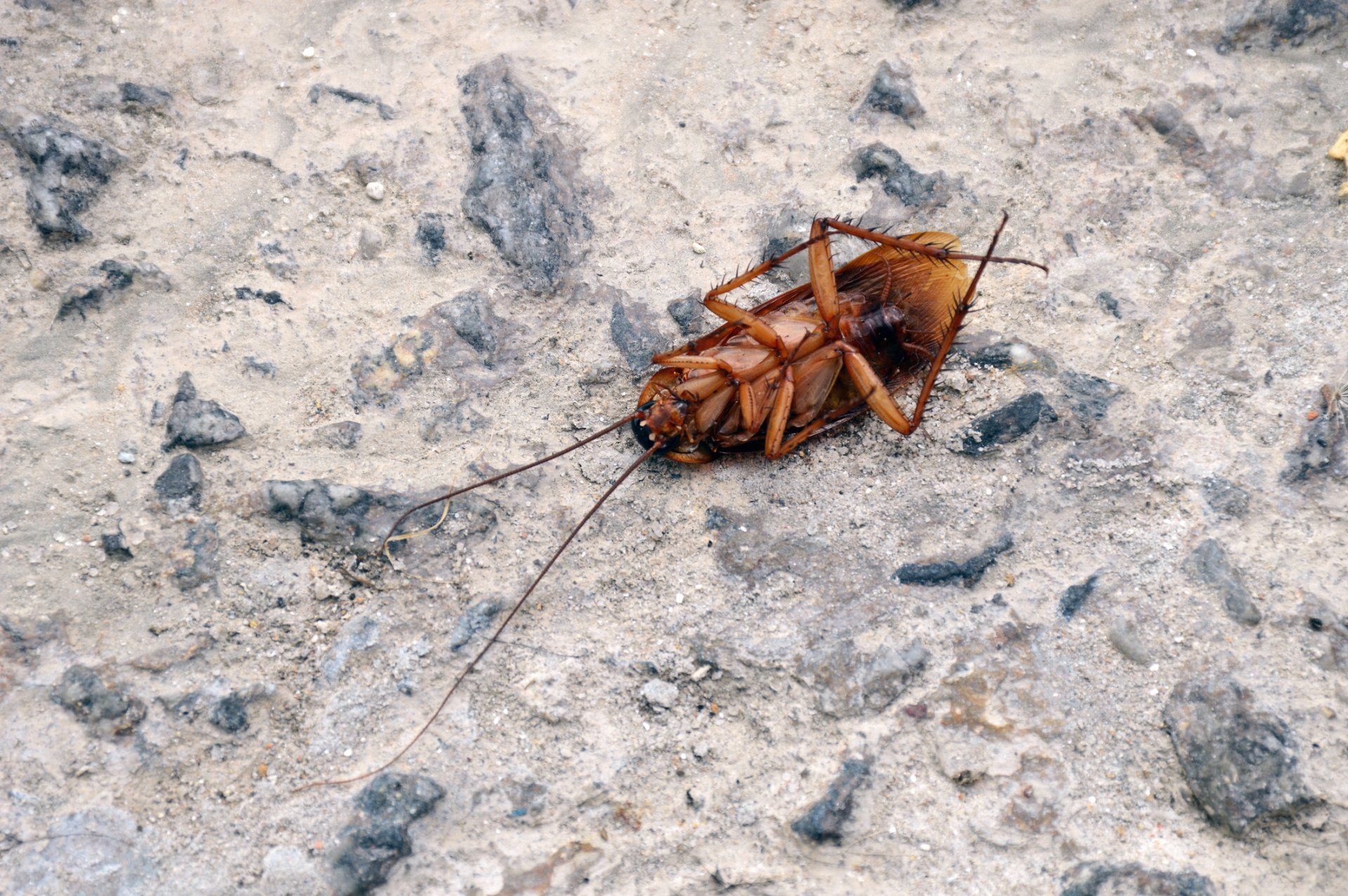 A cockroach is laying on its back on the ground.