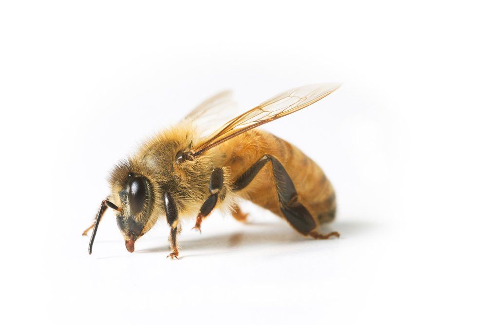 A close up of a bee on a white background.