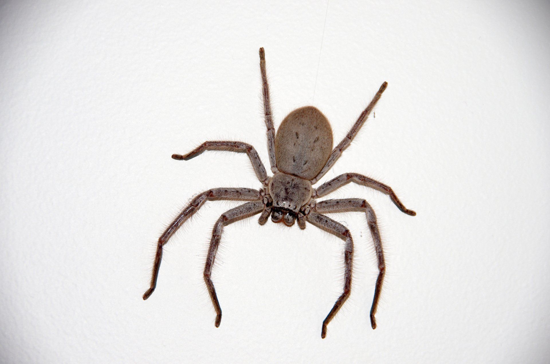 A large spider is sitting on a white surface.