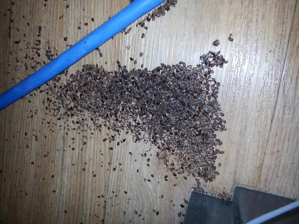 Pest Control Fargo, ND Moorhead Detroit Lakes, MN Norfolk, NE