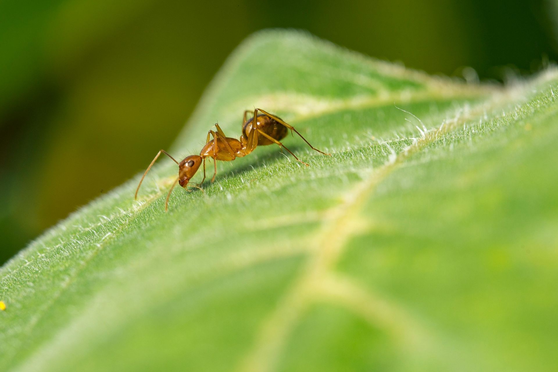 An ant is crawling on a green leaf.