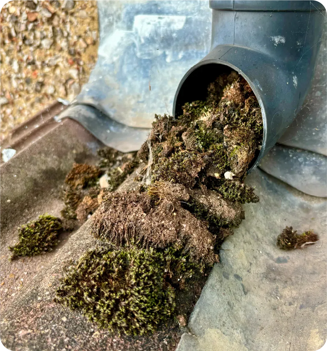 A pipe with moss coming out of it on a roof.