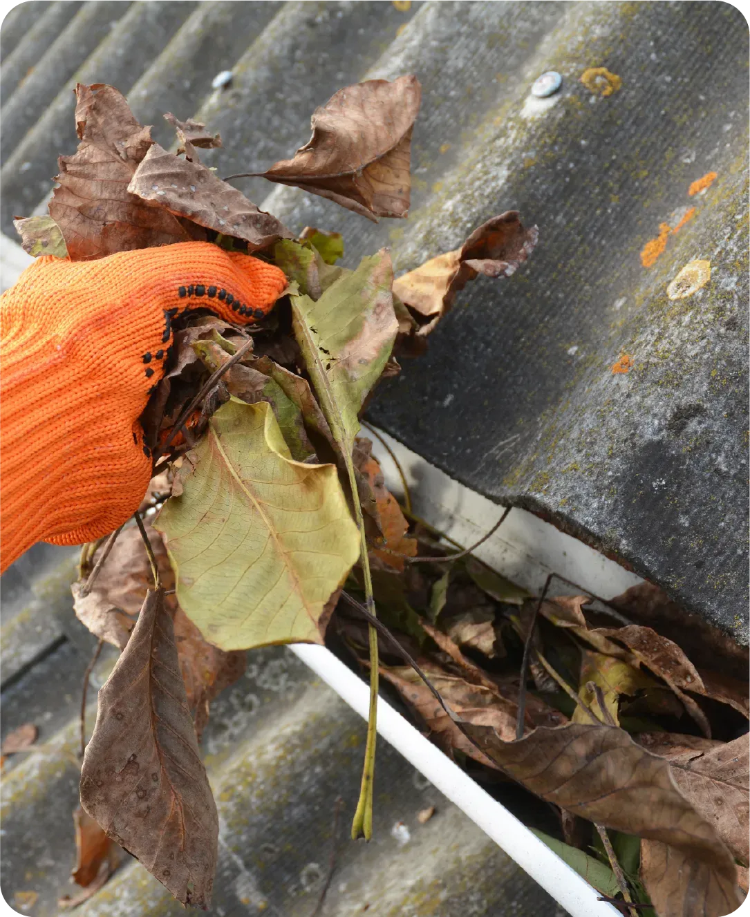 A person wearing an orange glove is cleaning a gutter with leaves.