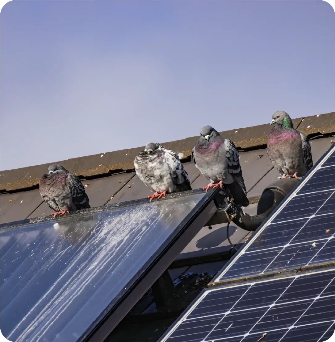 Pigeons sitting on top of a roof next to solar panels