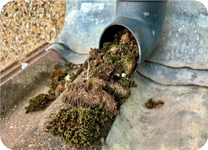 A drainpipe with moss coming out of it on a roof.