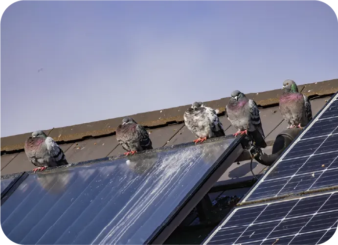 Pigeons sitting on top of a solar panel on a roof