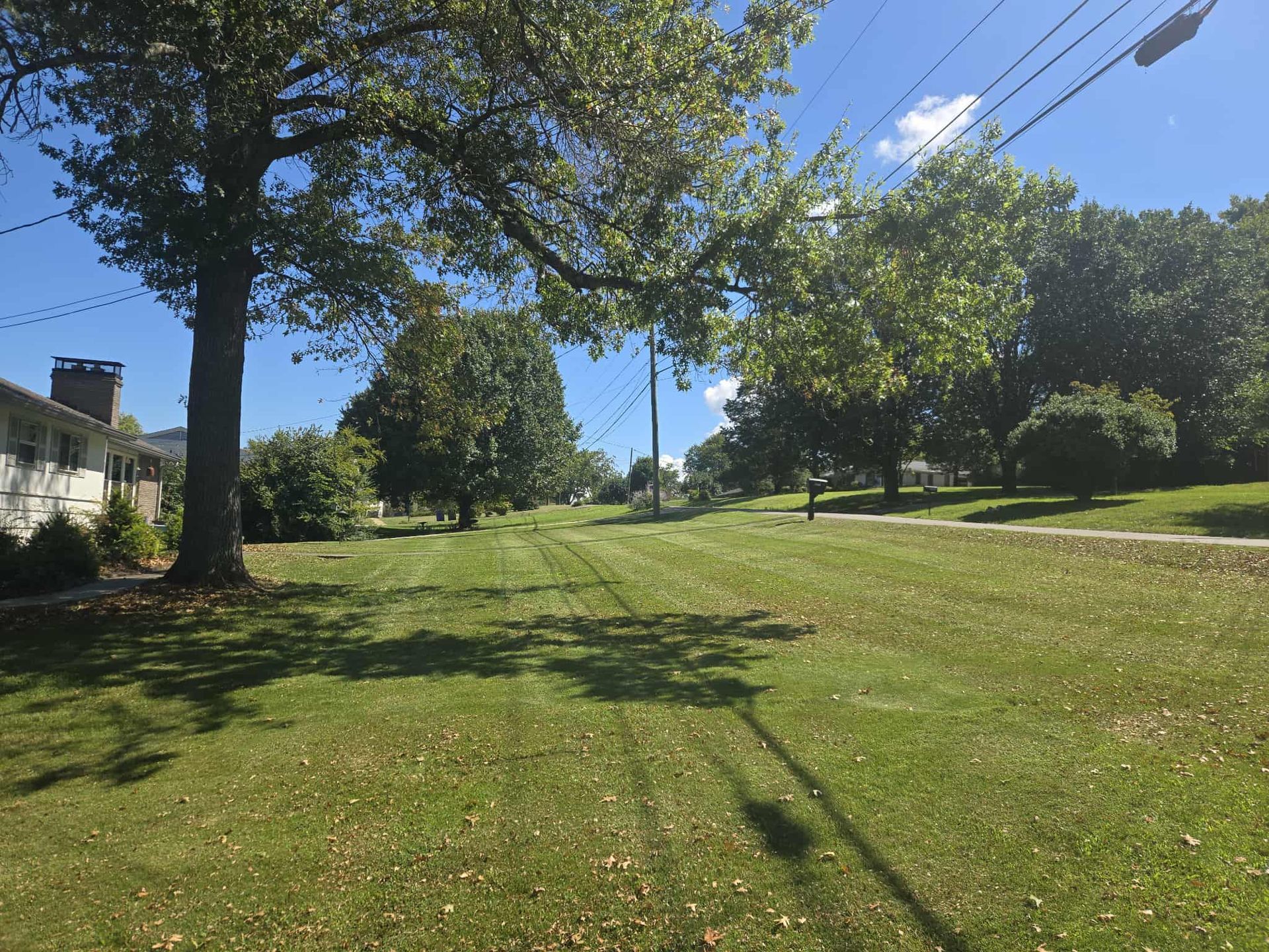 Lawn with trees, power lines, and houses on a sunny day.