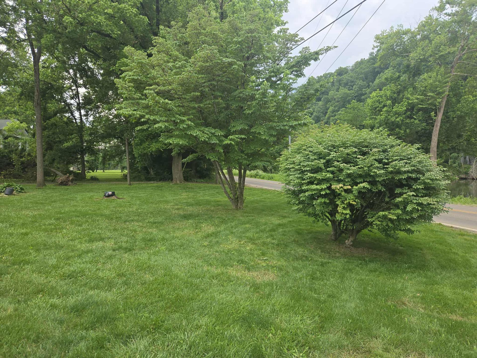 Lush green lawn with trees and shrubs. Overcast day, natural outdoor setting.