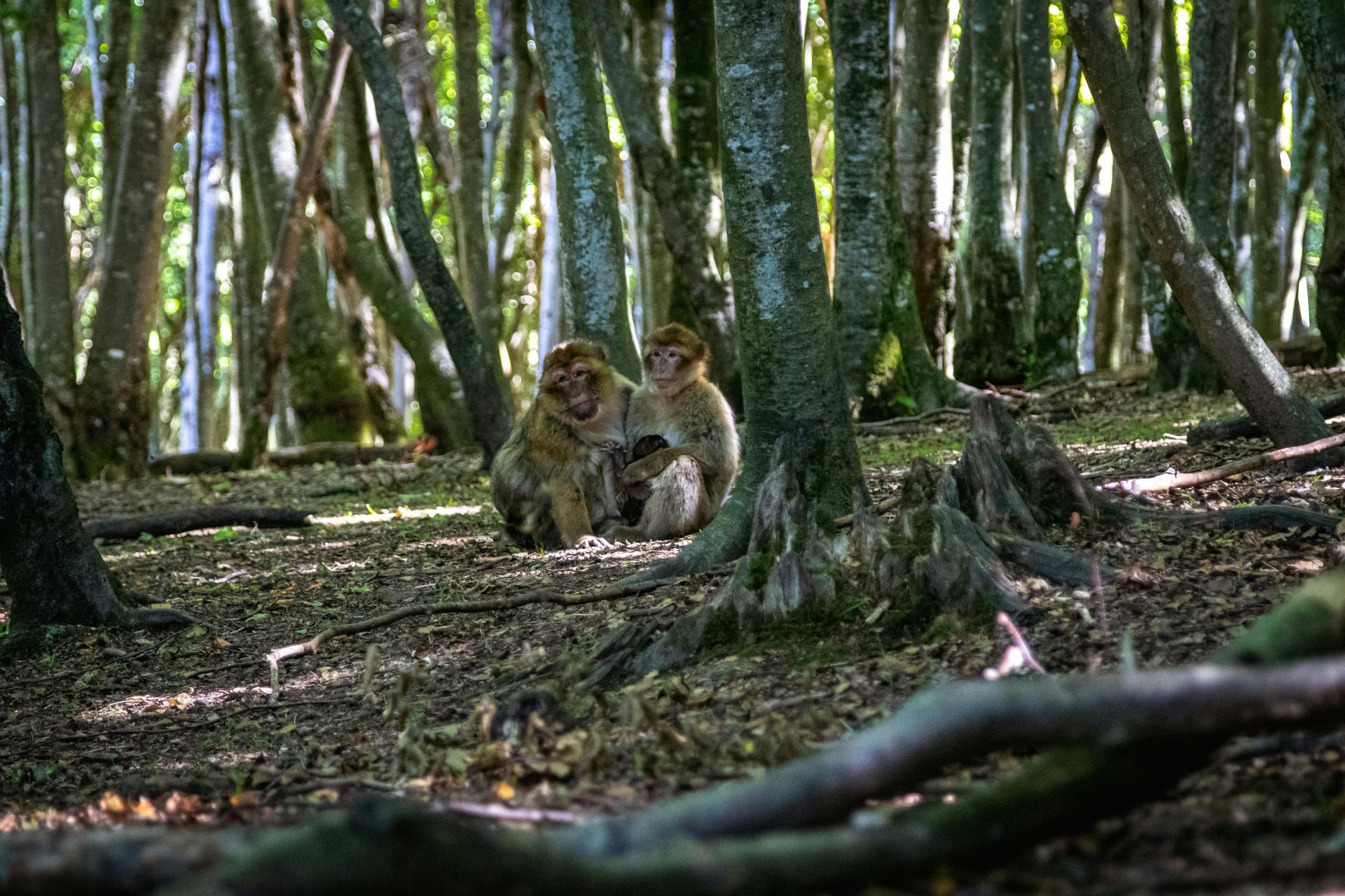 Monkeys huddled together in a forest, surrounded by trees and fallen leaves.