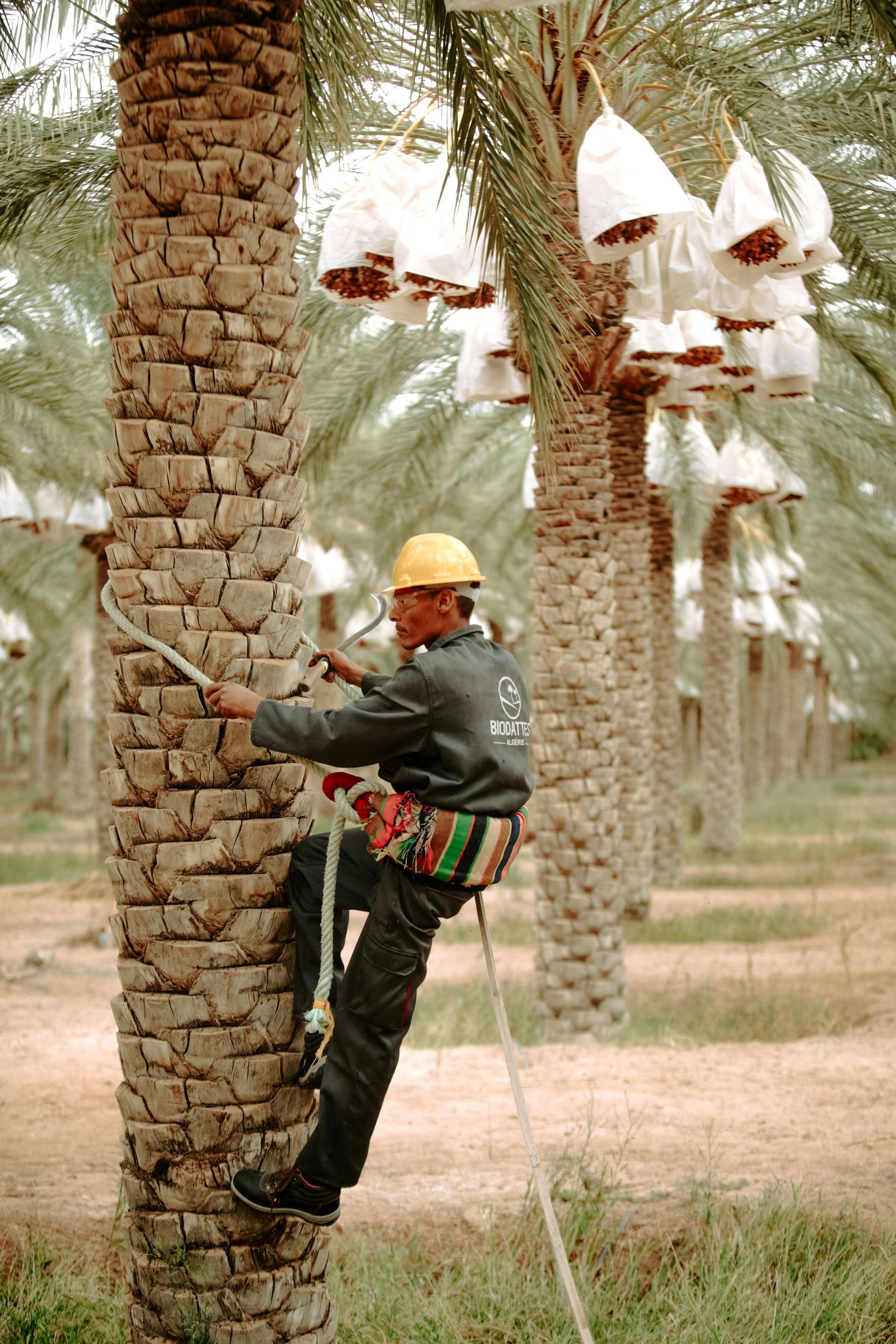 Man climbing date palm tree, wearing a helmet and safety harness; date fruit bags visible in orchard.