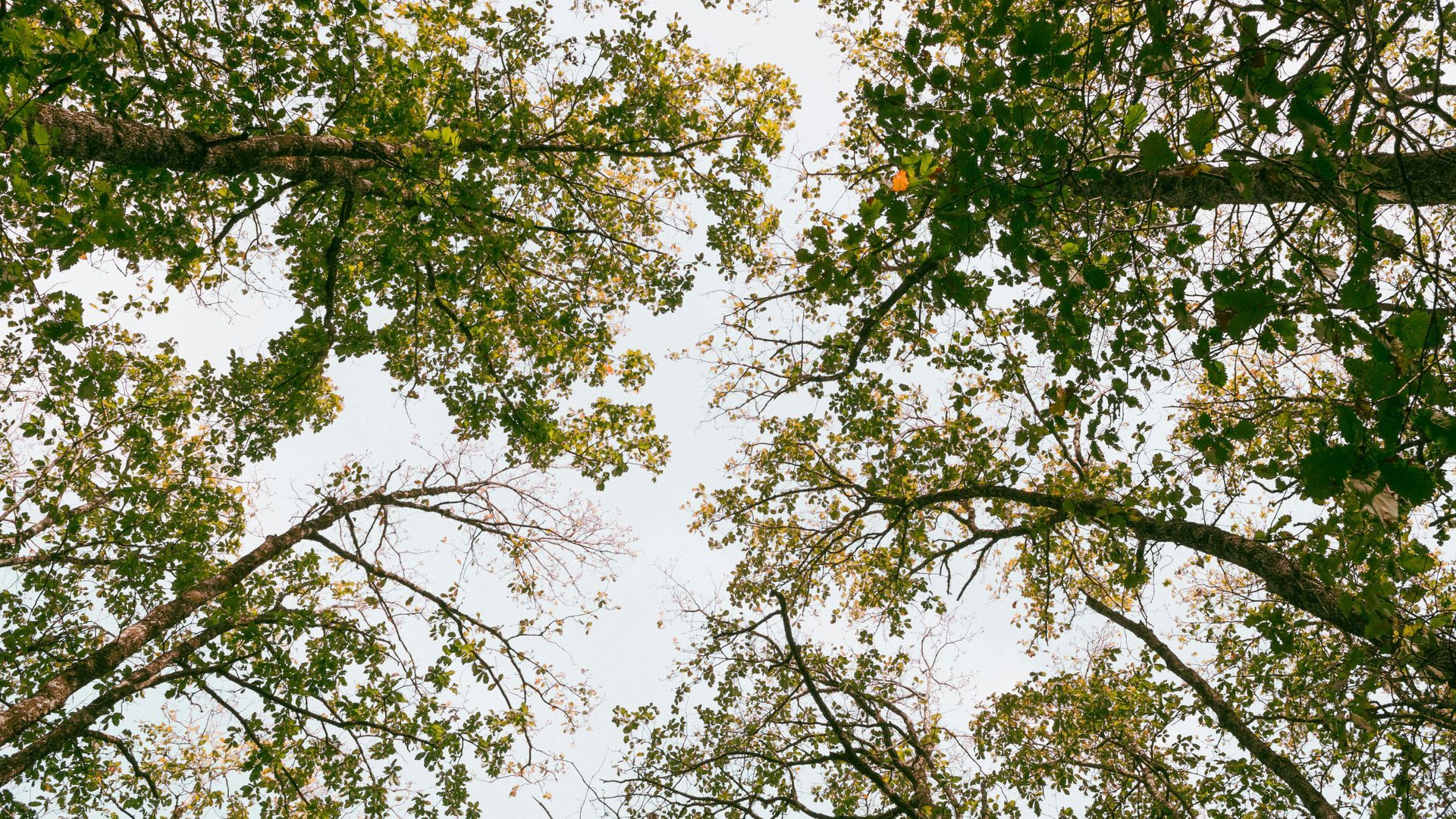 View from below of tree branches with green leaves against a cloudy sky.