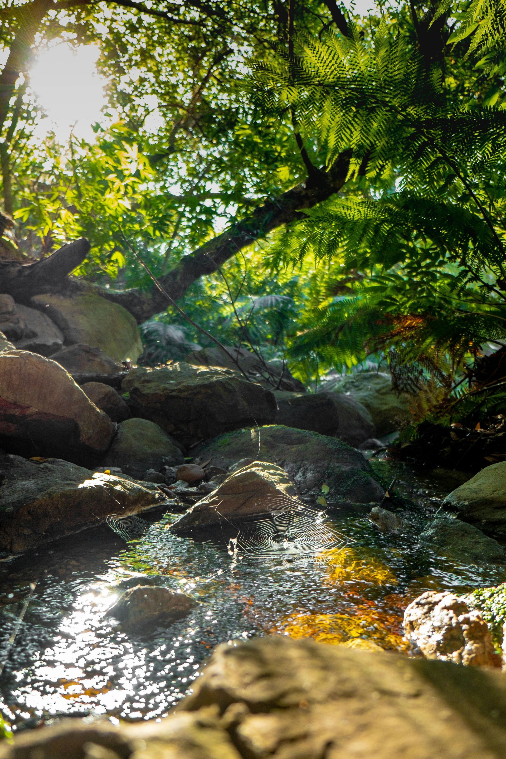 Sunlight streams through trees onto a rocky stream.