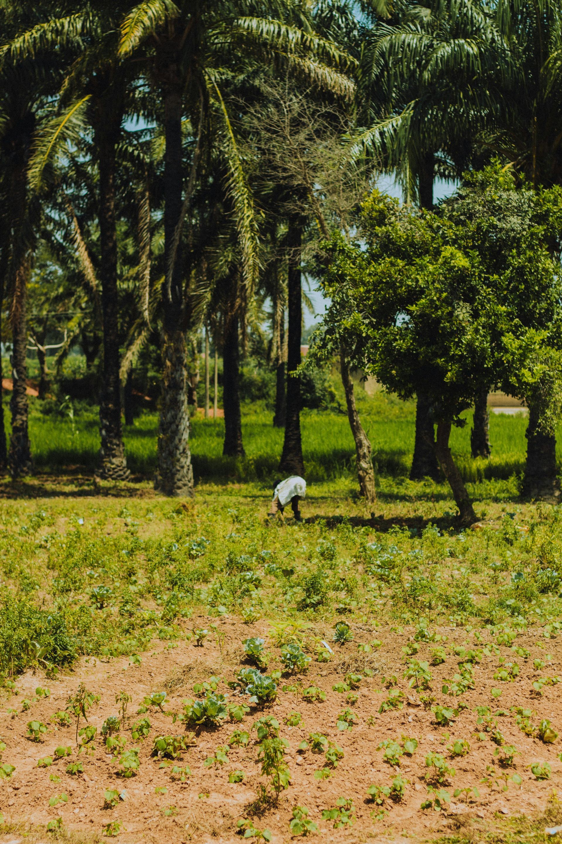 Person tending crops in a field with palm trees in the background. Lush green foliage. Sunny day.