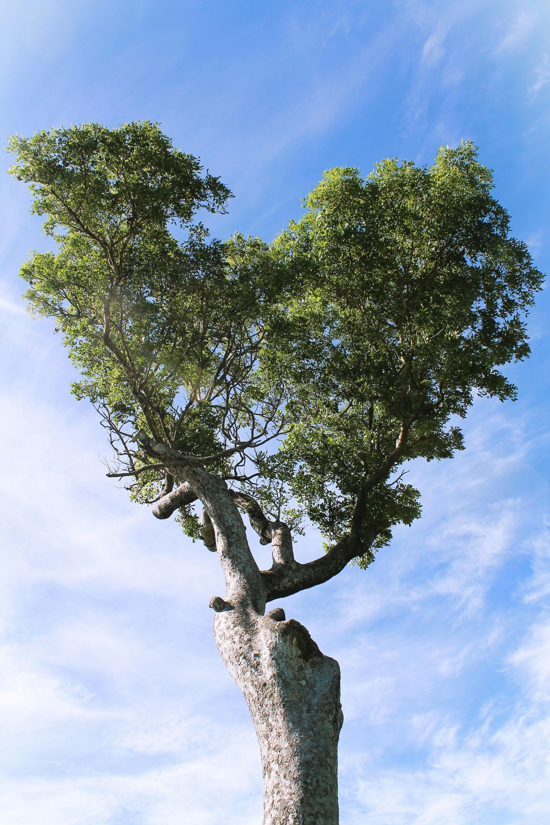 Tree with heart-shaped canopy against a blue sky, branches reaching upwards.