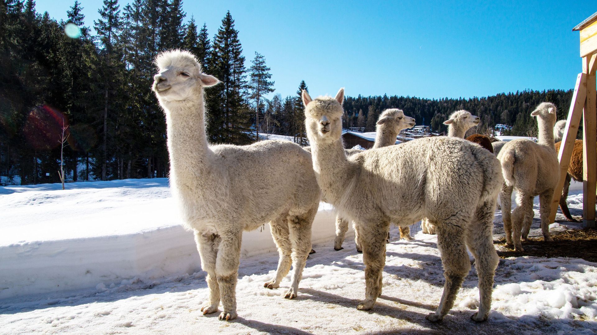A herd of white llamas standing in the snow