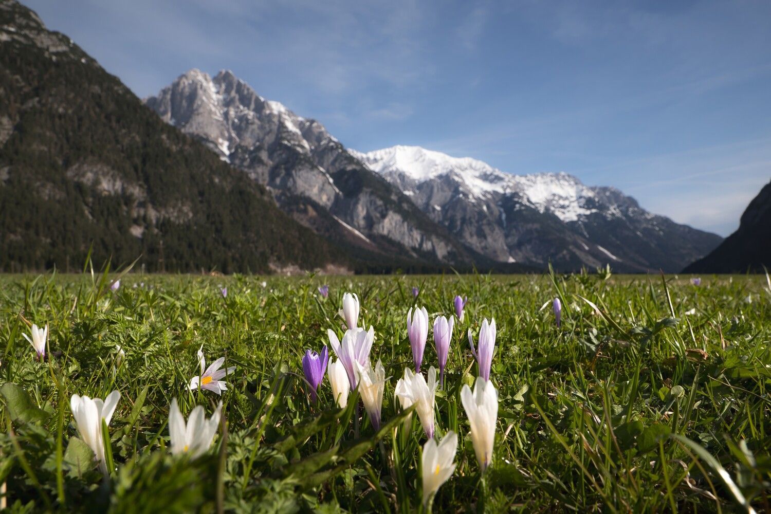 Spring in the mountains