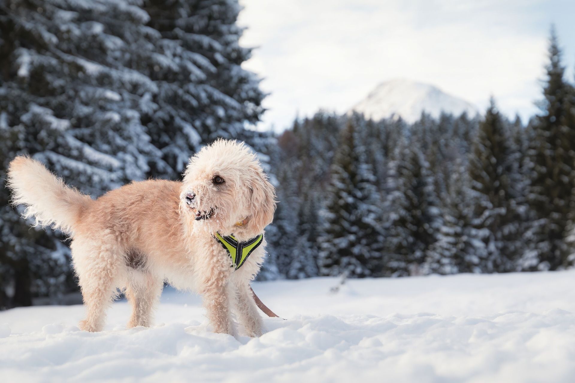 een hond in de sneeuw in leutasch