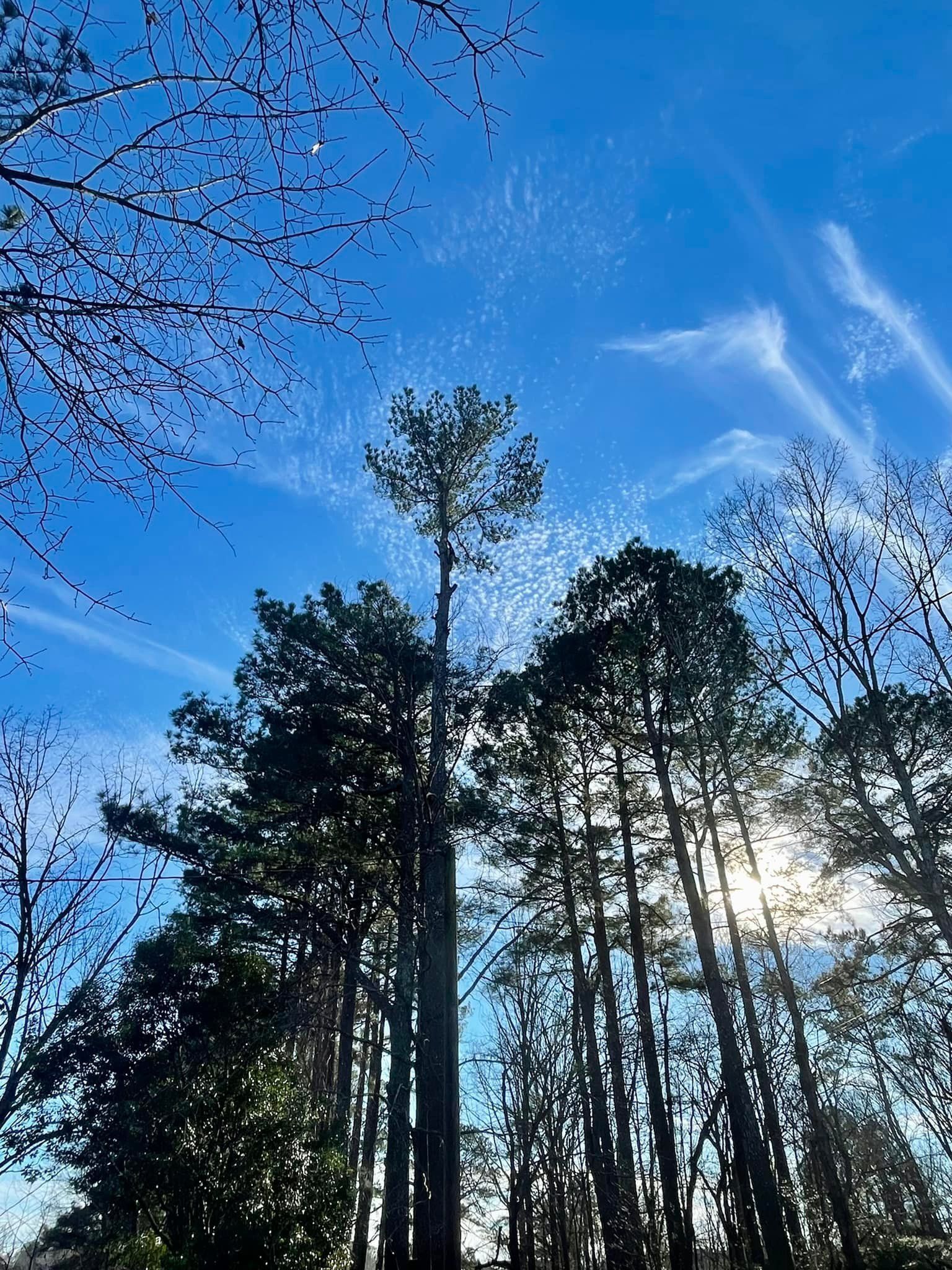 Tree Service in Tupelo, MS