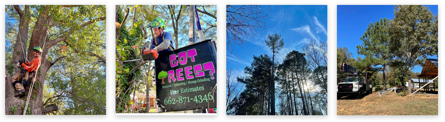 Tree Service in Tupelo, MS