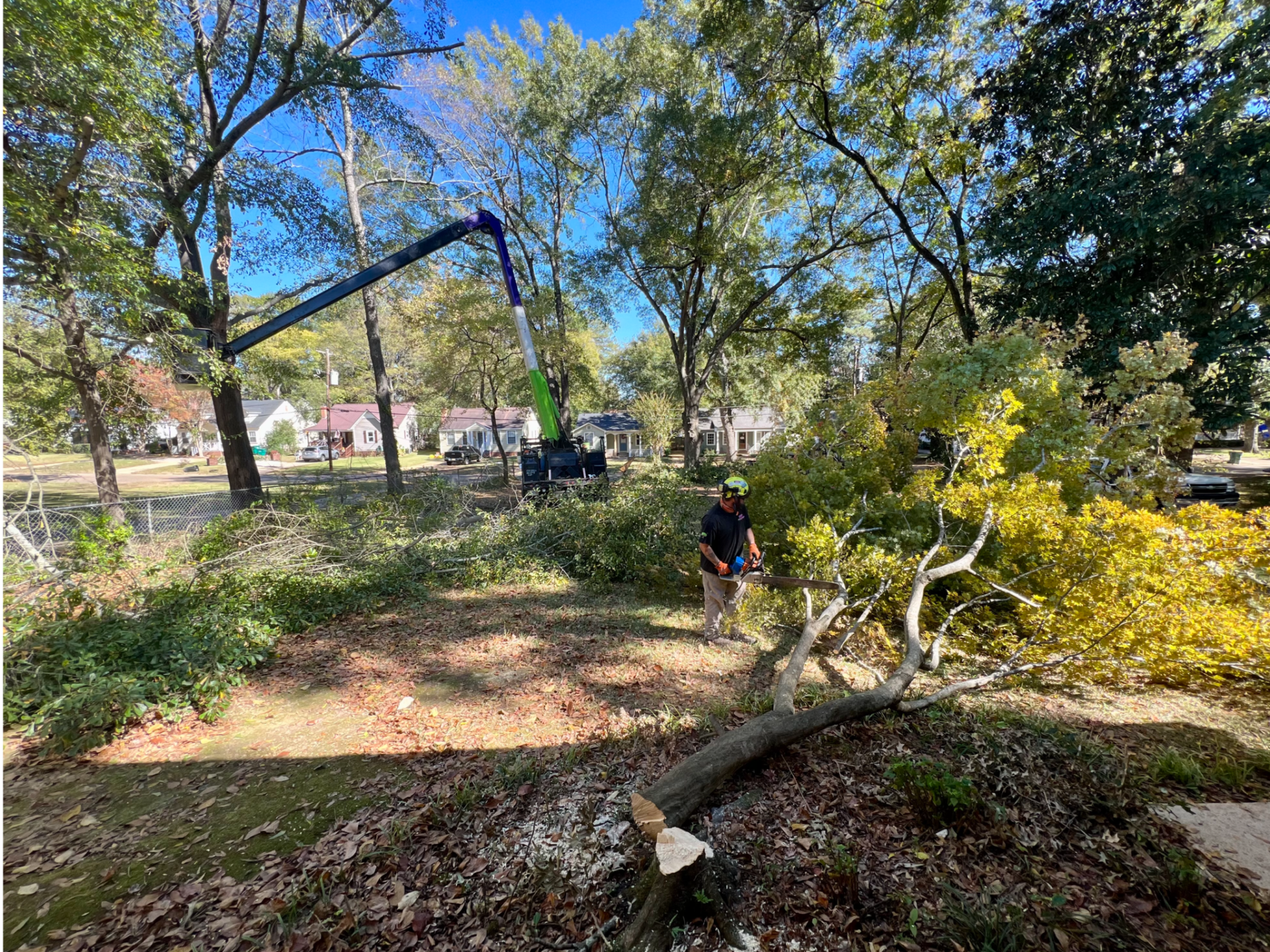 Tree Service in Tupelo, MS