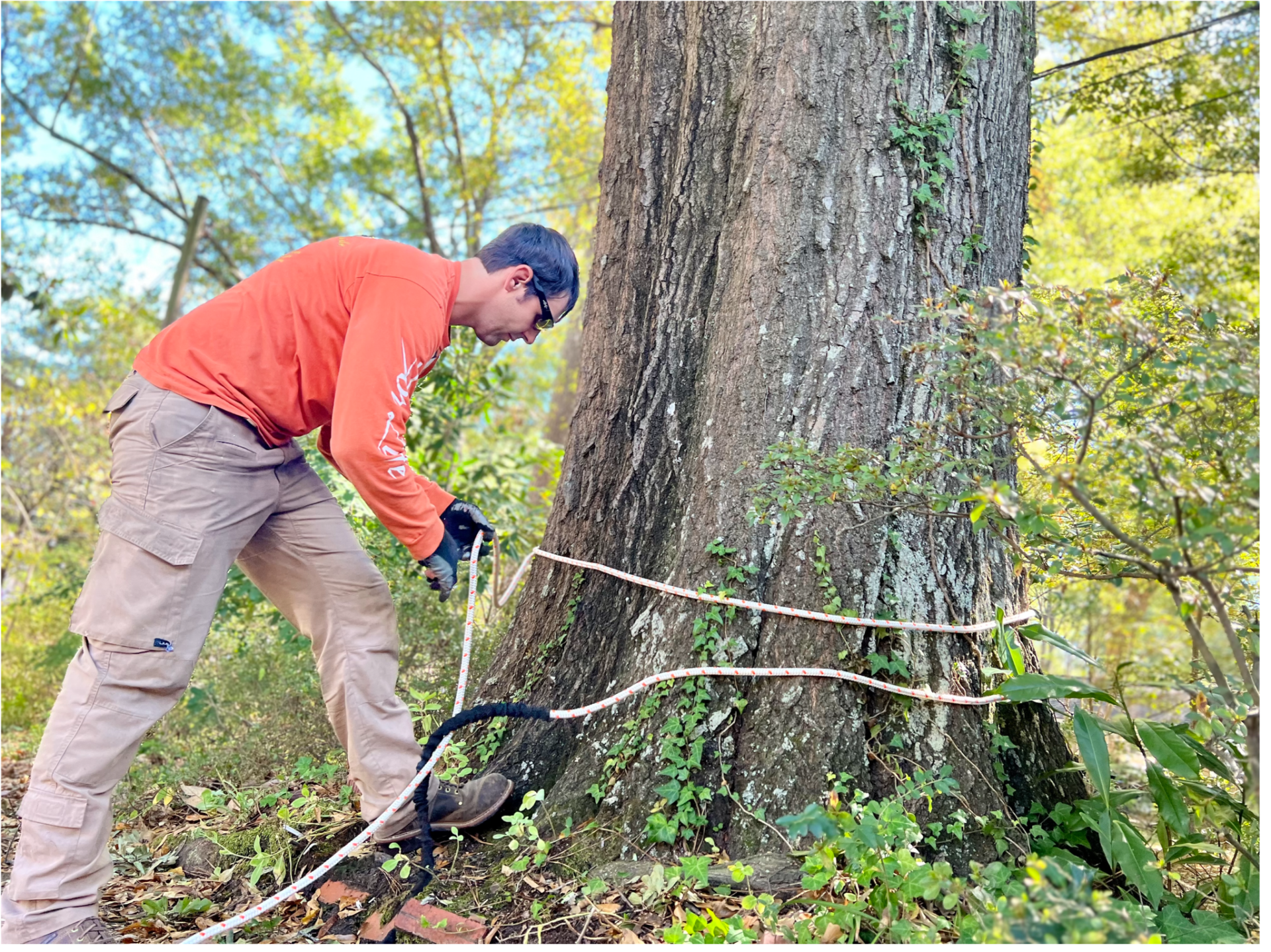 Costs of Tree Removal in Tupelo, MS