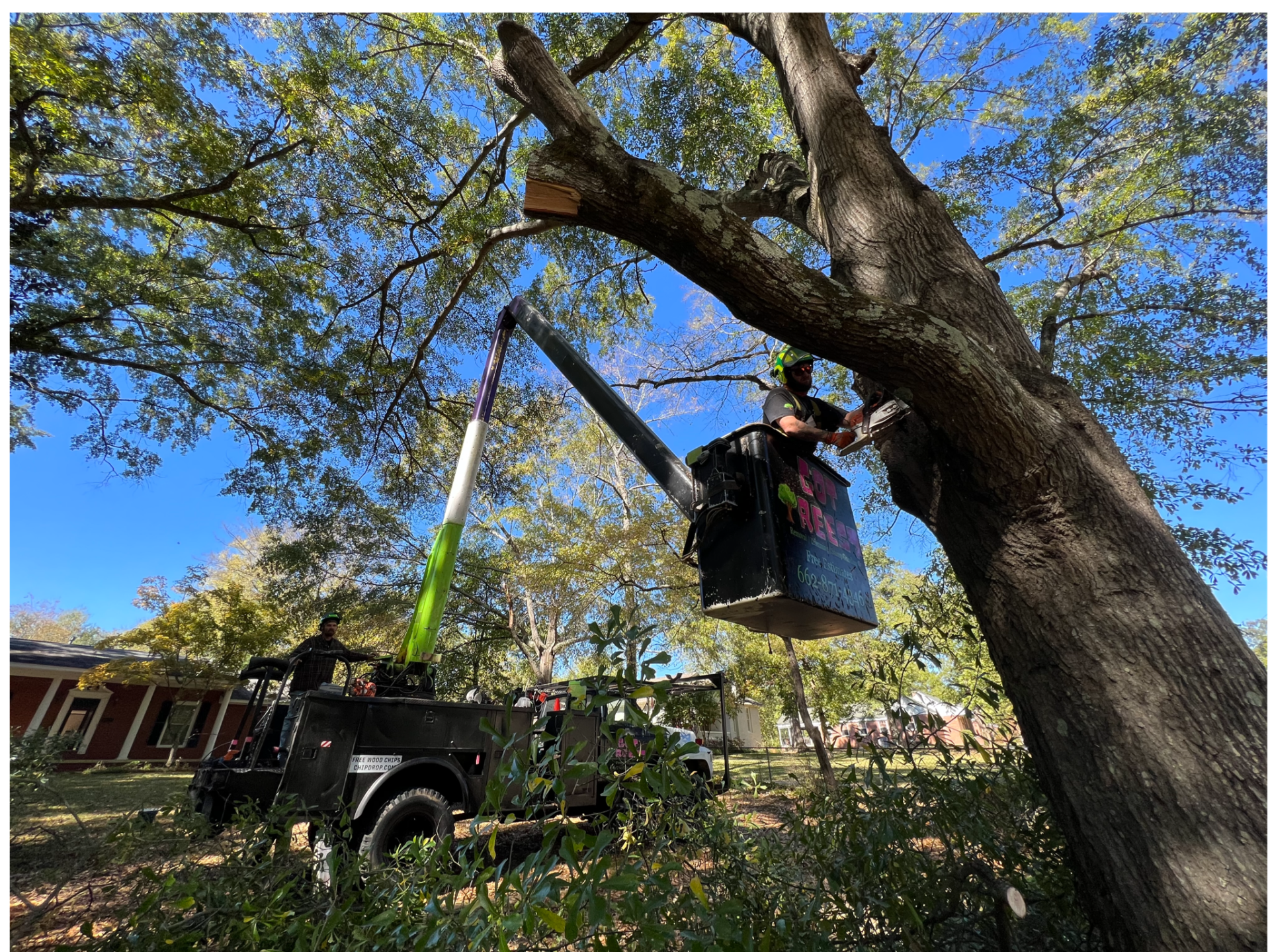 Tree Service in Tupelo, MS