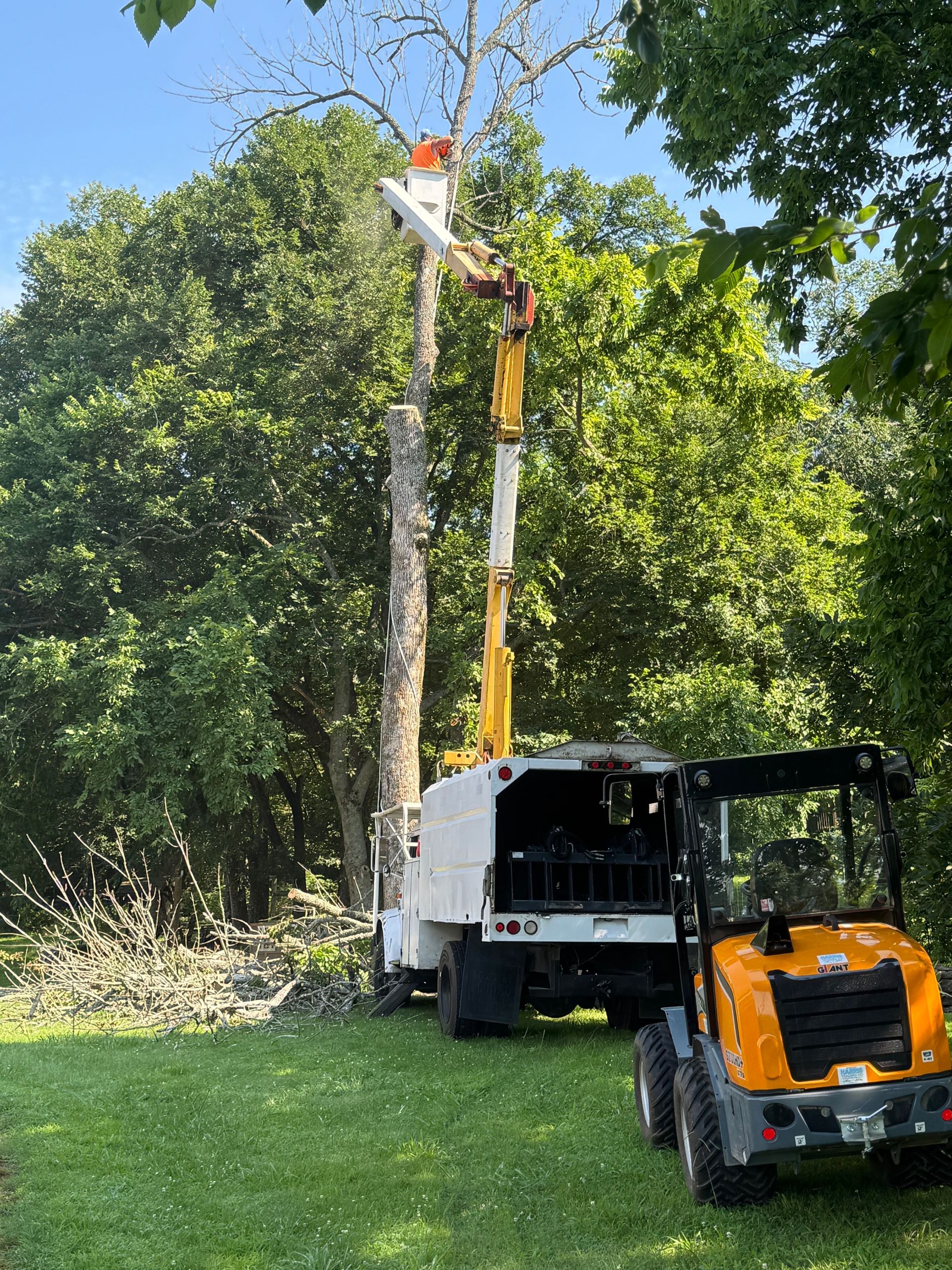 A man is cutting a tree with a crane.
