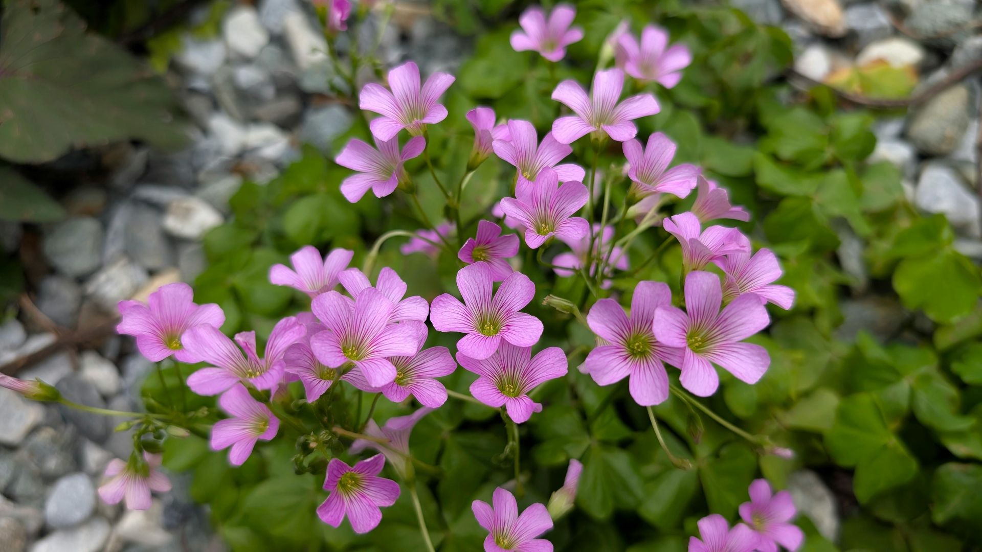 A bunch of small pink flowers are growing on a plant.