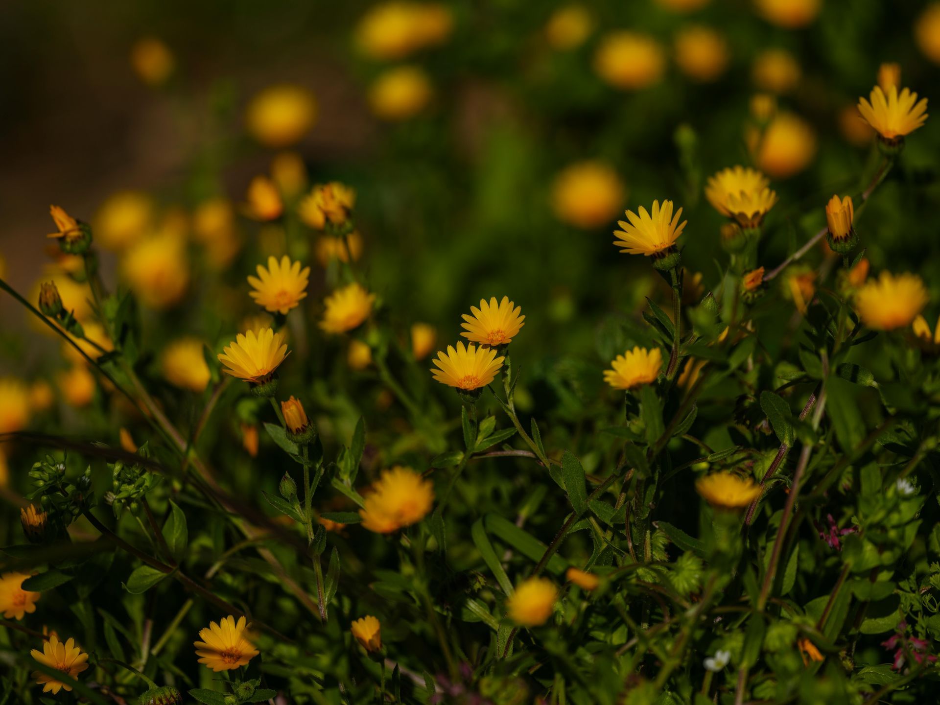 A bunch of small yellow flowers are growing in the grass.