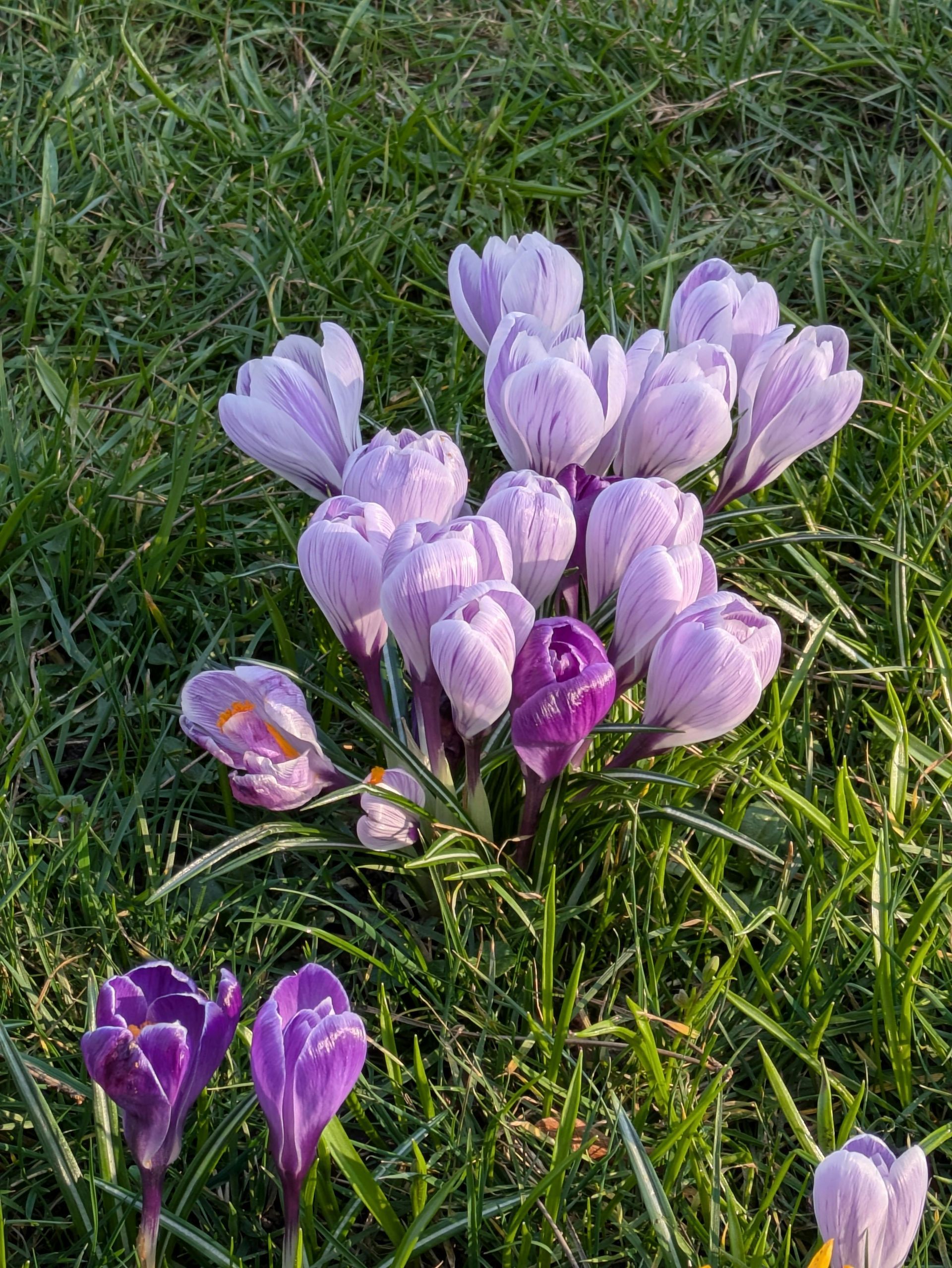 A bunch of purple flowers are growing in the grass.