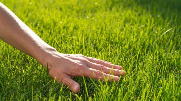 A person is touching the grass with their hand.