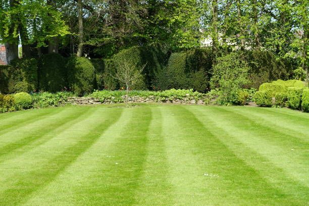 A lush green lawn with trees and bushes in the background.