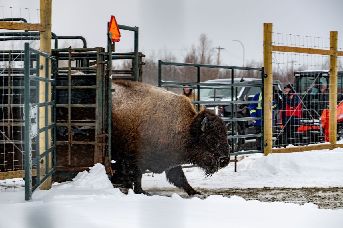 A large bison exits a metal chute into a snowy field, with a vehicle and several people visible in the background.