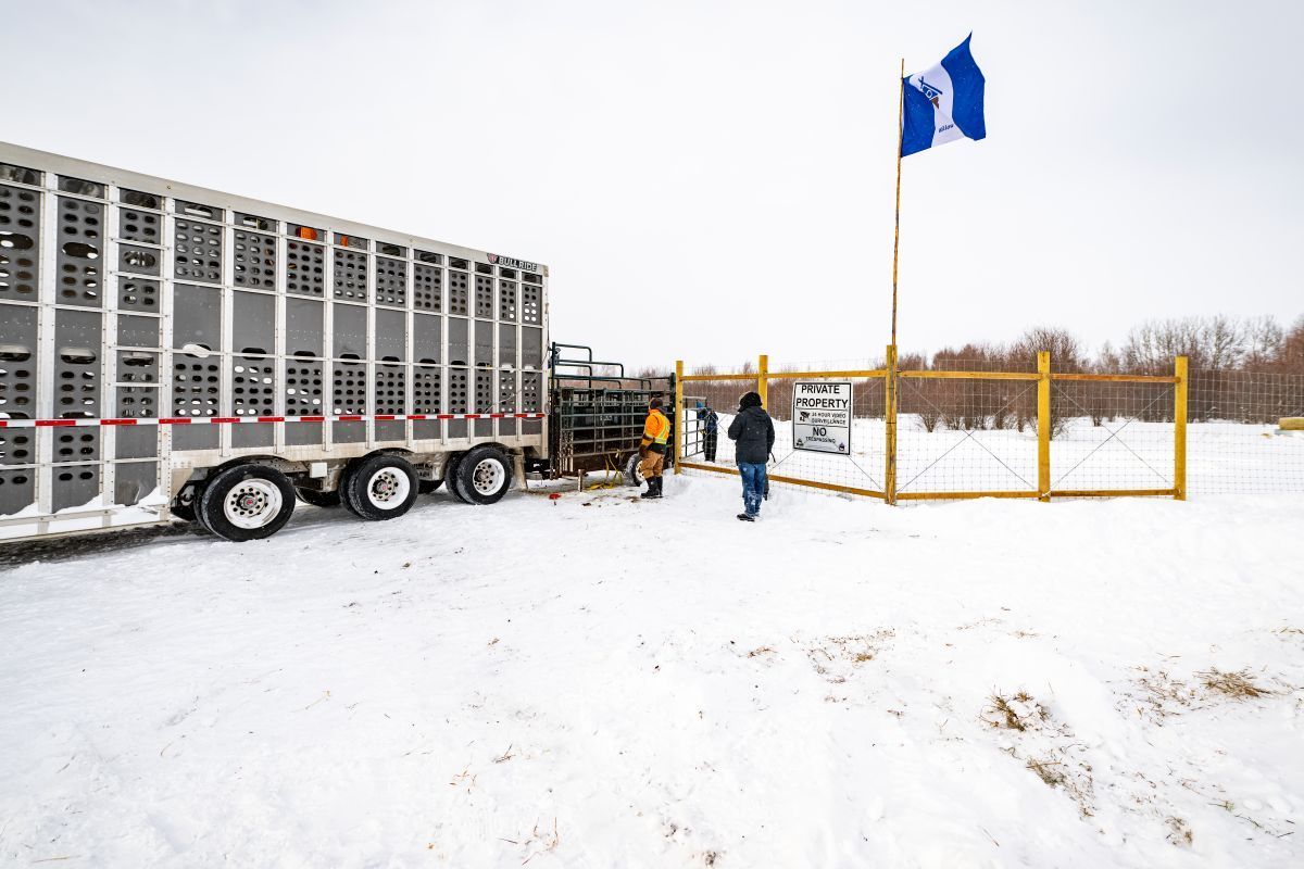 A large livestock trailer parked in a snowy field next to a wooden fence and a blue and white flag on a tall pole.