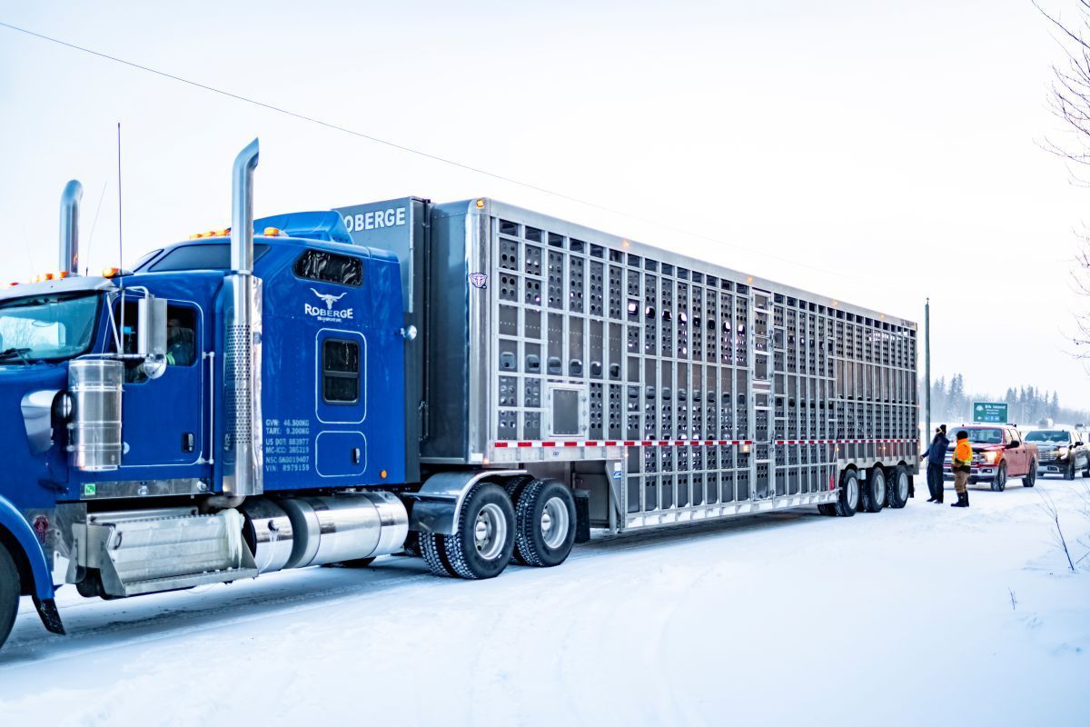 A blue semi-truck hauling a metal livestock trailer on a snow-covered road, with people standing nearby.