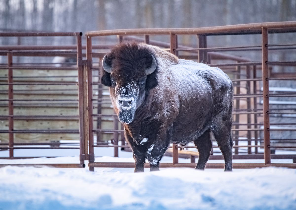 A bison covered in snow stands inside a metal pen during winter.
