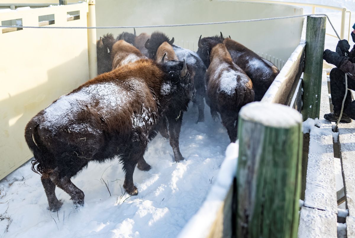 Several bison covered in snow walk through a fenced enclosure in a snowy setting.