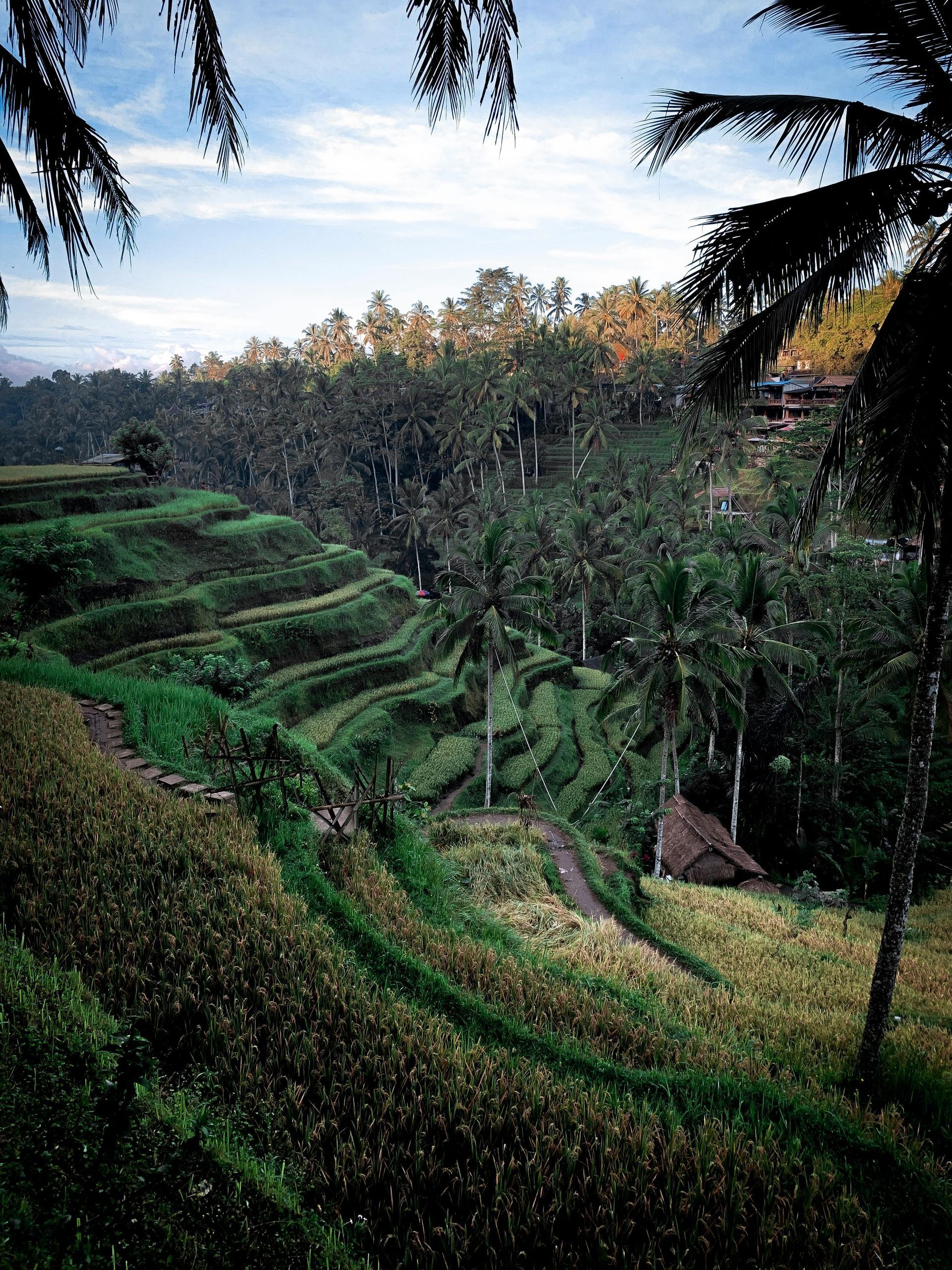 A lush green landscape with a palm tree in the foreground