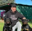 Hombre arrodillado con dos perros Rottweiler en una zona cubierta de césped, vistiendo una sudadera con capucha negra.