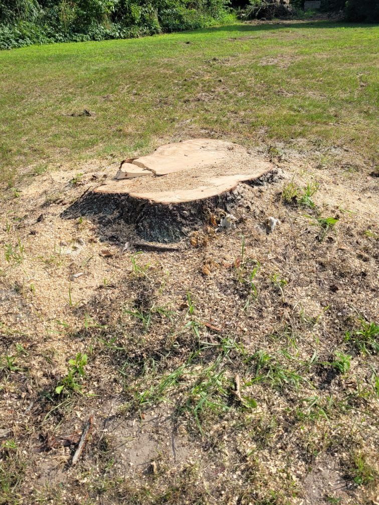 a tree stump is sitting in the middle of a grassy field .