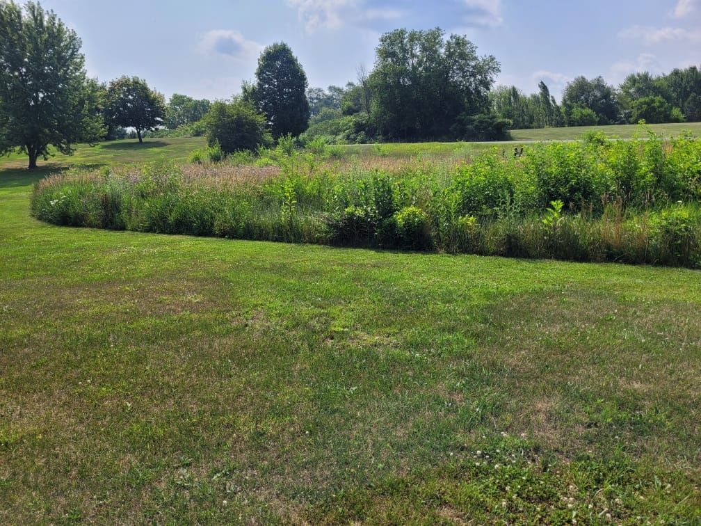 a lush green field with trees in the background on a sunny day .