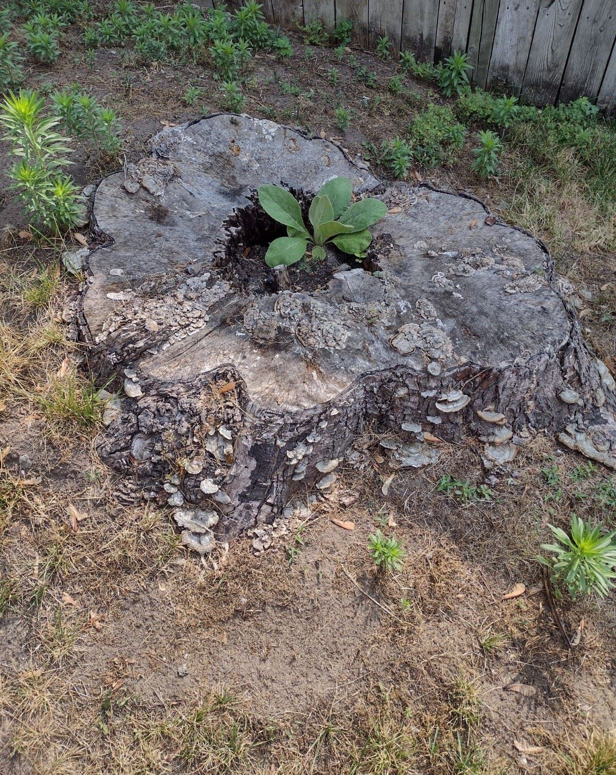 a tree stump with a small plant growing out of it .