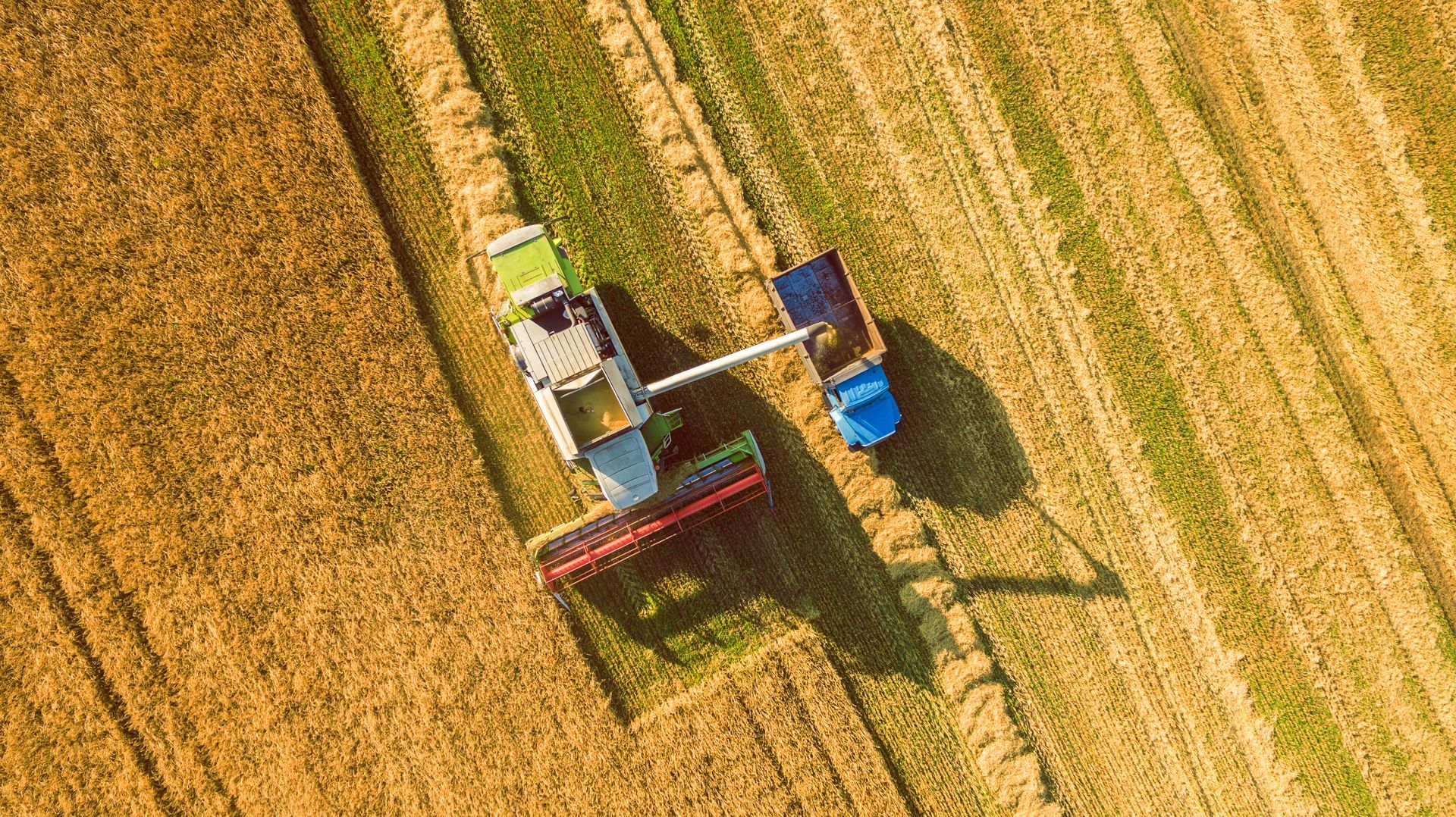 Aerial view of two farm machines harvesting a golden field with visible crop rows.